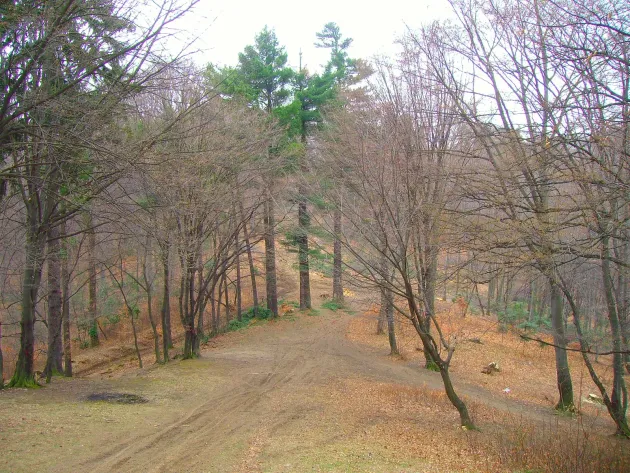 Pădurarii braşoveni plătesc peste 540.000 de lei pentru a exploata o pădure de la marginea cartierului Noua, care va fi transformată în parc dendrologic