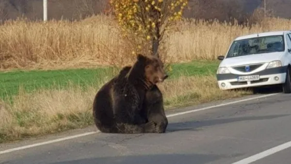 Frica de legea prost făcută sau funcţionari incompetenţi? Cine pe cine pasează vina în cazul ursului lăsat în agonie 18 ore, la Harghita, devenit scandal naţional