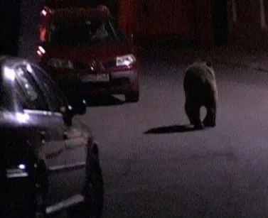 Trei urşi au coborât ieri „la oraş”