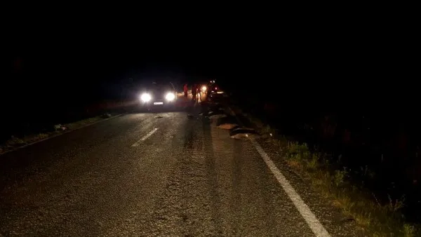 A omorât 3 mistreţi dintr-o lovitură! Sâmbătă noapte, pe DN13