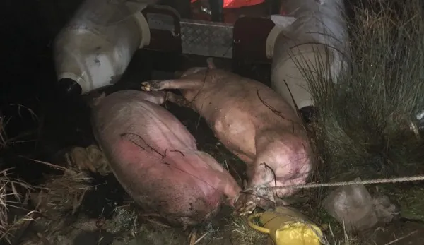 Alertă iar, lângă Braşov. Cadavre de porci găsite într-un lac