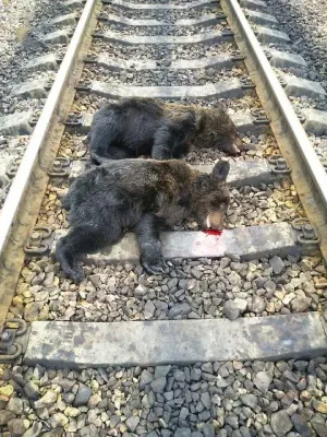 Doi pui de urs, omorâţi de un tren
