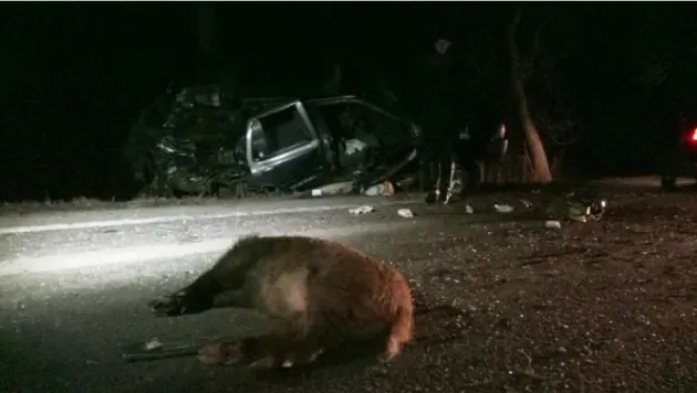 Doi mistreţi, loviţi de maşini pe DN73A, la  Predeal