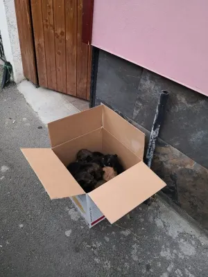 Lăsaţi orfani la poarta „orfelinatului de câini”