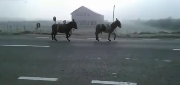 Doi măgari, loviţi de cursa de Teliu