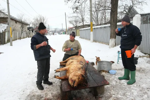 În ultimii doi ani, niciun caz de trichineloză, în judeţul Braşov