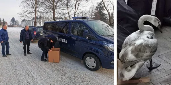 Misiuni speciale: Lebăda din curtea vecinei şi pisica din fântână