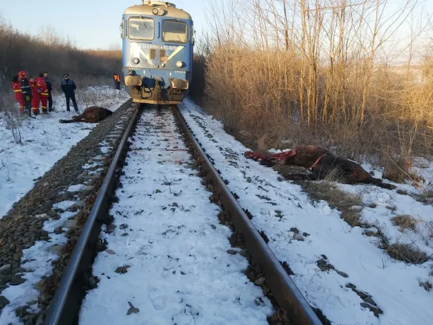 Cinci cai au murit loviți de tren, între Dumbrăvița și Vlădeni