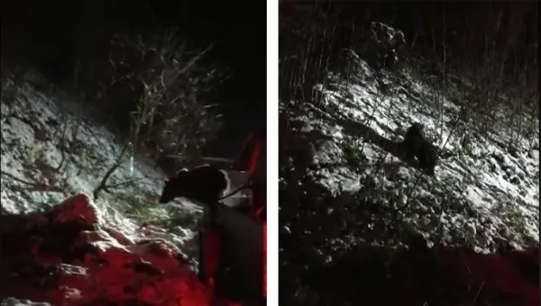 Nici oamenii, nici petardele nu-l mai speriau. Ursuleţul „vedetă” de pe pârtia Clăbucet a fost prins uşor, fără tranchilizante