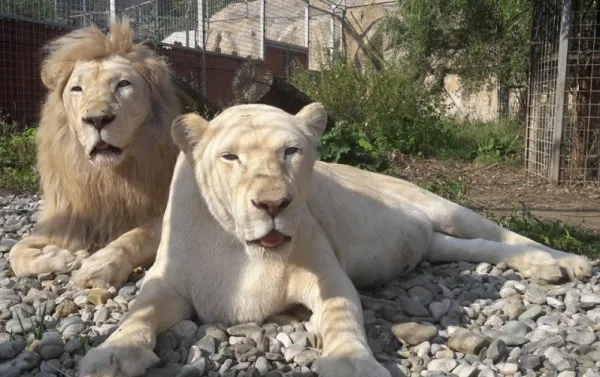Fiecare animal are la Zoo Braşov dietă personalizată. Leoaica albă e acum la cură de slăbire