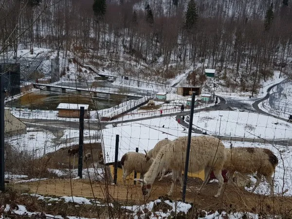 Grădina Zoologică Braşov va cheltui aproape 1,5 milioane de lei pentru noi spaţii pentru animale