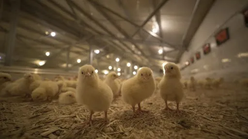 Micul fermier, o „specie pe cale de dispariţie”