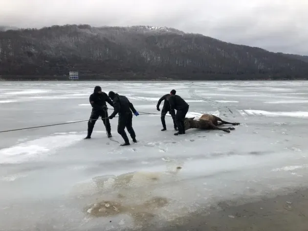 Un cerb a murit în apele lacului Tărlung