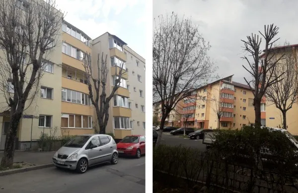Noua regulă la Braşov: Toţi locatarii dintr-o scară trebuie să fie de acord cu toaletarea unui arbore