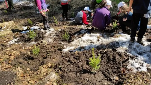 Trei „păduri” regenerate în 2020, 167 de hectare: Braşov, Teliu, Făgăraş