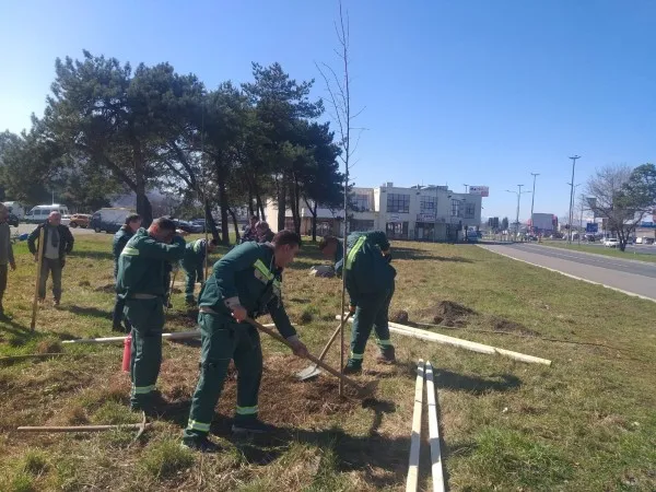 Perdea de salcie pe Ocolitoarea Braşovului