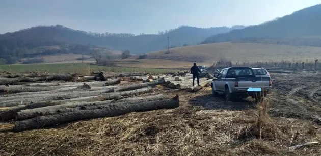 328 de metri cubi de lemn exploatat ilegal, doar în 5 zile