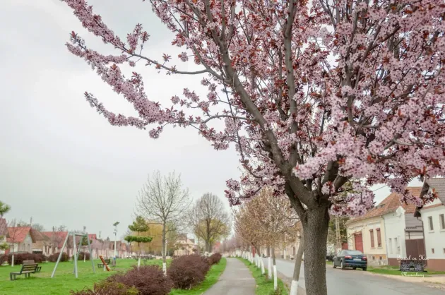 Cireş înflorit, zile frumoase de primăvară la Feldioara