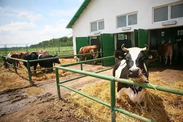 Un tânăr de 30 de ani din Braşov a preluat ferma de vaci a părinţilor şi investeşte 1,7 miloane de euro  în Bălţata Românească