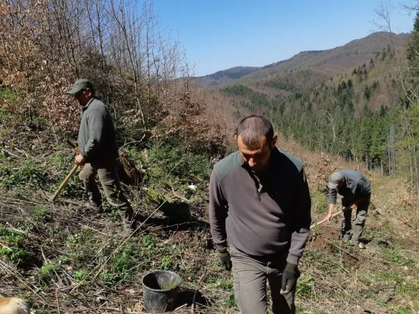 80.000 de puieţi - plantările de primăvară în pădurile Braşovului