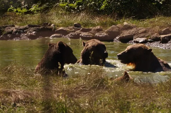 Sanctuarul de la Zărneşti, promovat de Guvern