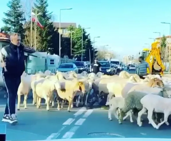 Becali şi-a scos oile la păscut