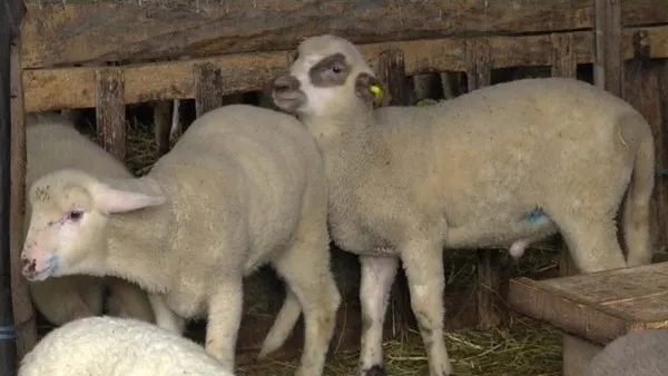 Cioban bătut şi legat de un copac, lăsat fără opt miei