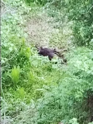 În grup de 3 la vânat mistreţi, la Şinca. Braconierii au fost prinşi în flagrant, la primul animal ucis