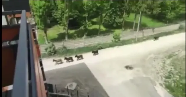 Măgari pe uliţă, în noul Tractorul