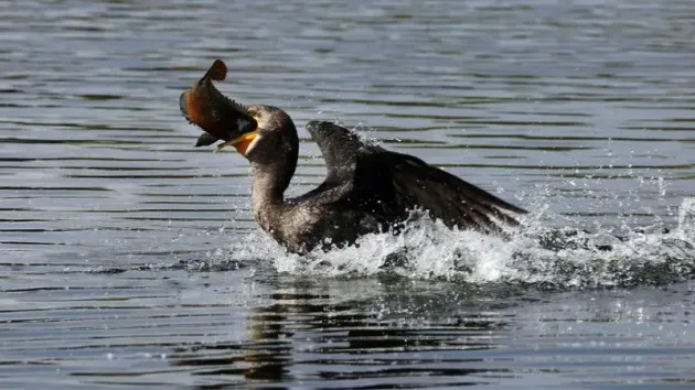 Parlamentul dă liber la vânătoarea de cormorani