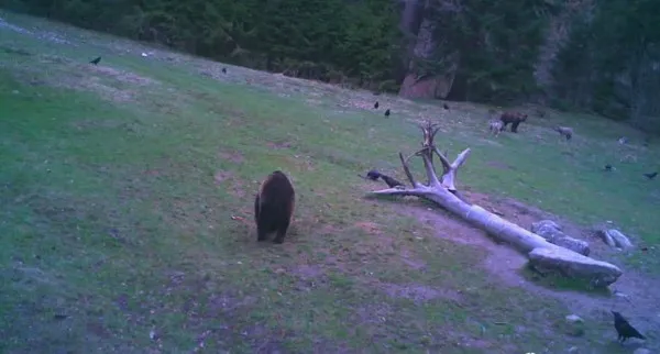 Când ursul şi lupul „se înţeleg din priviri”  