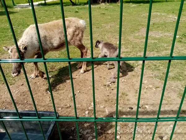 La Vama s-a născut un nou ajutor pentru Moş Crăciun. 5 zimbrişori şi un pui de ren, noile atracţii de la Rezervaţia de Zimbri de la Vama Buzăului 