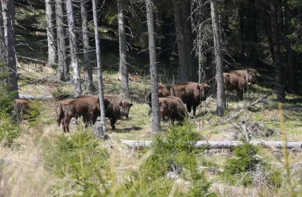 Primii opt zimbri au fost puşi în libertate în Munţii Făgăraş
