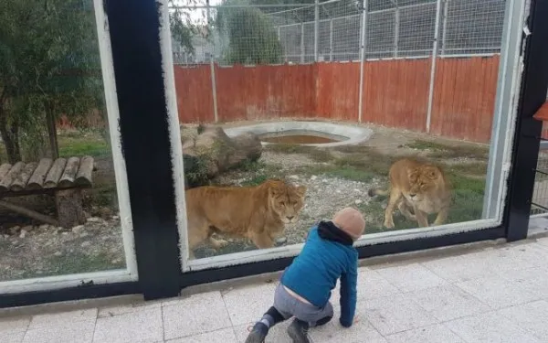 Cum va fi la Zoo, în prima etapă de relaxare: Distanţa de 1,5 m trebuie păstrată şi faţă de animale. Vizitatorii sunt rugaţi să nu se urce pe garduri  