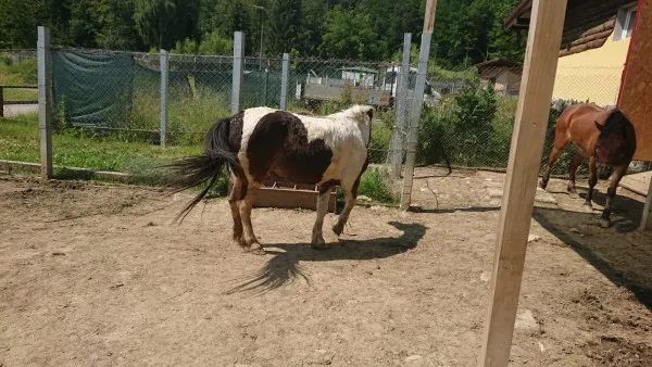 Zebra din Zagreb, prima zebră din Braşov 