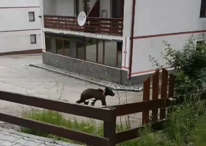 Ca în fiecare an, vara „urşii nu dorm”. Un urs agresiv „cu guler alb” a fost împuşcat luni, la Predeal, în timp ce se pregătea să atace