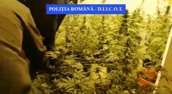 Crima Organizată i-a „defrişat” recolta unui cultivator de cannabis din Braşov: 54 de plante mature, 15 răsaduri