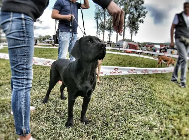 Proprietarii celor mai frumoşi câini din ţară îşi dau întâlnire la Reci 