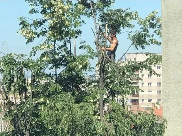 Culegătorii de tei... cracă cu cracă