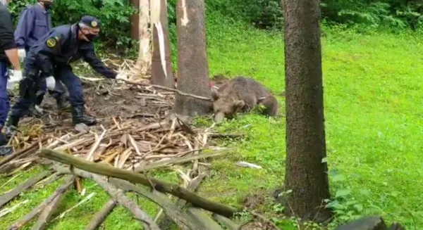 Urs rănit, salvat după ce a stat 4 ore prins în sârmă ghimpată