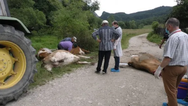 Bălţile otrăvite au ucis pe loc 8 vaci 