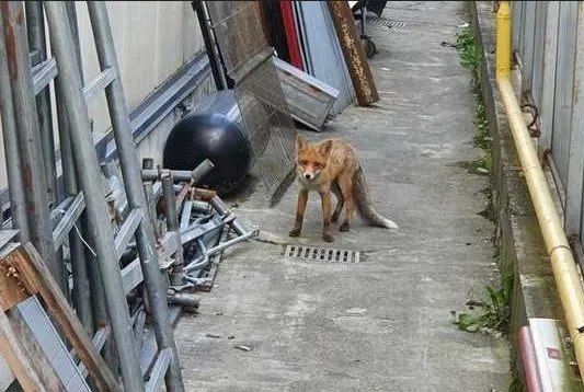 O şireată prin Braşov