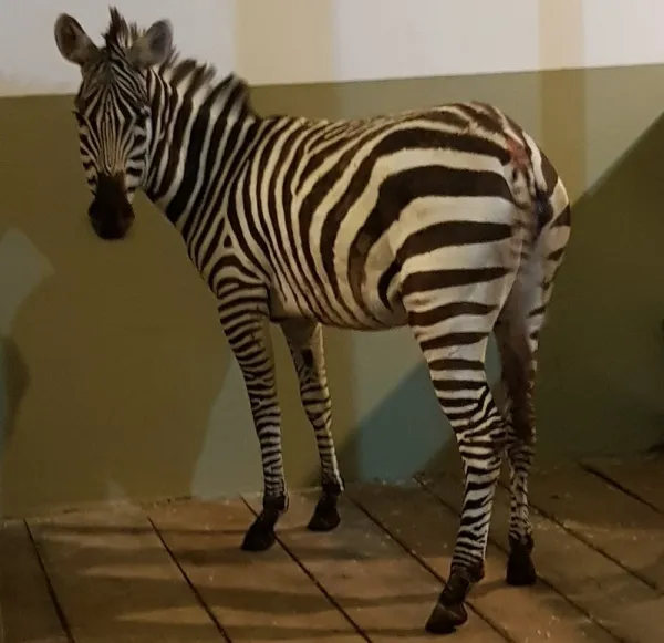 Prima zebră din istoria Grădinii Zoologice Brașov a intrat în carantină