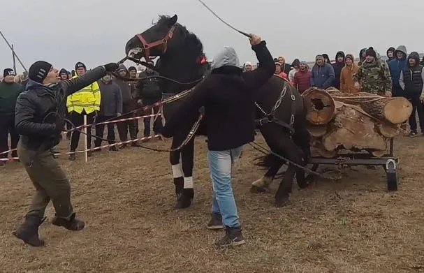 Pentru animale, lege ca pentru oameni