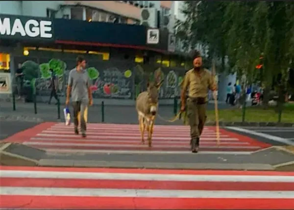 Un măgăruş a amuzat duminică Braşovul. Plimbat în lesă prin centru, oamenii l-au crezut noul „animal de companie” de la poalele Tâmpei