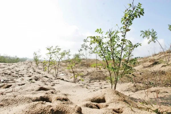 Peste 150 de hectare de teren degradat din comunele Caţa, Ticuş, Viştea, reintră în reconstrucţie ecologică