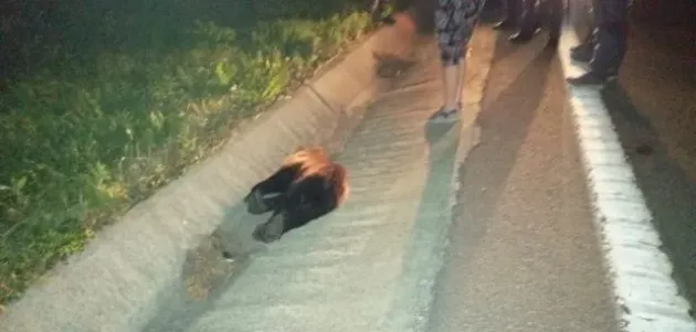 Pui de urs, omorât pe DN1