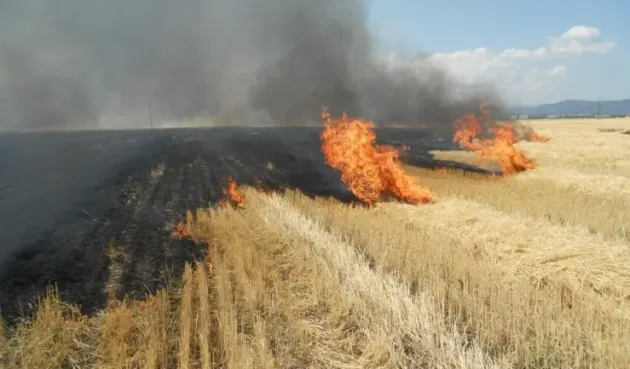 APIA: Fermierii care ard miriştile riscă reducerea subvenţiilor sau chiar excluderea de la plată