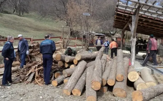 INS: Cât lemn s-a tăiat în 2019