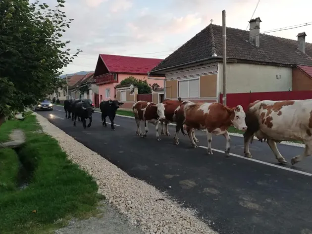Şona: Cu maşina din Germania, dar fără bani de-o înmatriculare